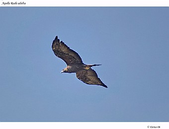 Animali 018